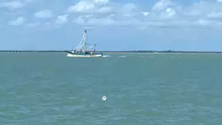 Crisis camaronera en el Golfo de México: advierten que la temporada 2025 en Campeche será la peor en años