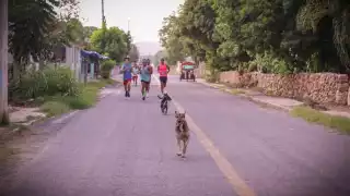 De estrella local a guía turístico: así es Culino, el perro más querido de Pomuch