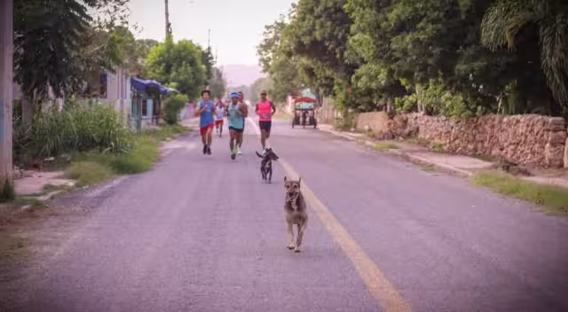 Culino, el perro que ha conquistado Pomuch