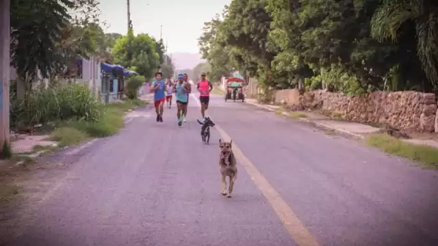 Culino, el perro que ha conquistado Pomuch