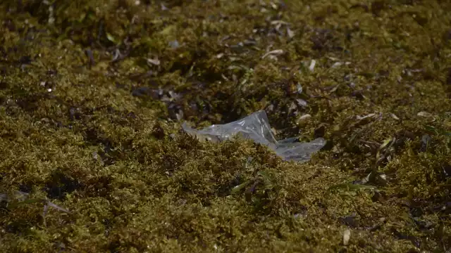 El sargazo tiene muchas funciones las cuales se pueden aprovechar