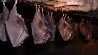 Alertan por riesgo de rabia en Campeche; piden no tocar murciélagos muertos