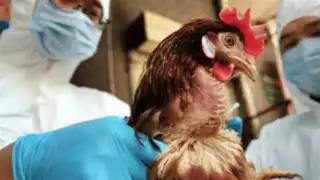 OMS confirma primer caso de gripe aviar en Australia