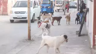  Concientizan en Motul sobre maltrato animal   