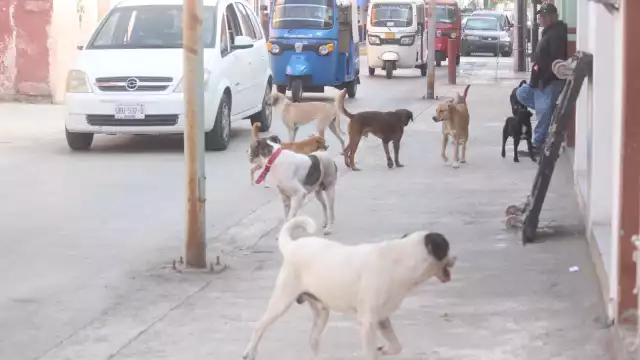 Es importante enseñar desde el hogar sobre el cuidado de las especies