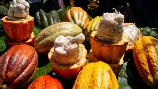 Quintana Roo se prepara para comercializar productos hacia Belice, Japón y Orlando