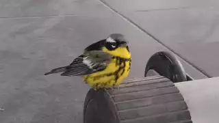 El chipe de magnolia anida en Canadá y en los Estados Unidos