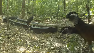 El Centro INAH Campeche y la Reserva de Calakmul instalaron un bebedero artificial para la fauna silvestre.