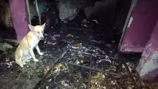 La mascota de la familia logró salir a tiempo de la vivienda.