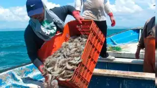 Cae industria camaronera en Campeche: solo 57 barcos saldrían en 2025