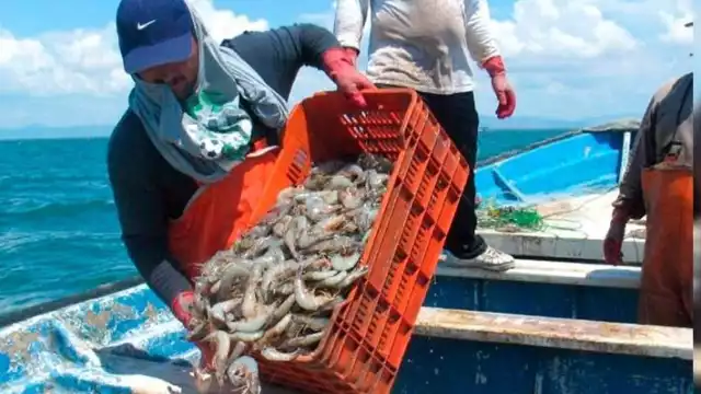 La captura de camarón ha dejado de ser una esperanza