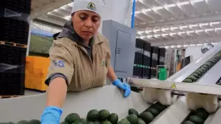 Estados Unidos suspende inspecciones de aguacate y mango en Michoacán por seguridad: Ken Salazar