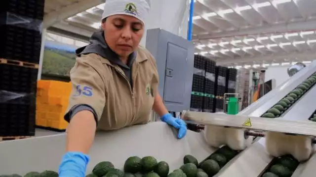 El embajador de estados Unidos en México, Ken Salazar, anunció la suspensión de inspecciones de aguacate y mango en Michoacán