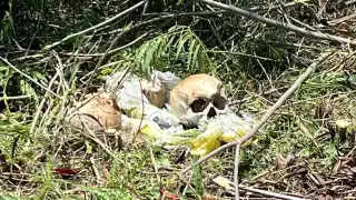 Los cráneos se encontraban al interior de una bolsa negra