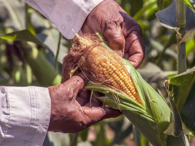 Apoyo energético para el campo campechano