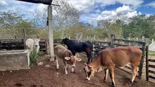 Yucatán evalúa usar moscas estériles para frenar al gusano barrenador