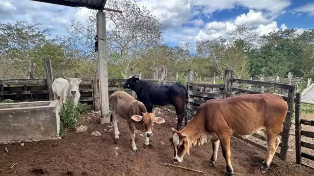 Se recordó que esto ya se ha hecho años atrás, pero con mosquitos transmisores del dengue, lo que arrojó buenos resultados
