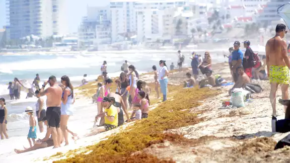 En estas playas la cantidad de macroalga es más abundante En estas playas la cantidad de macroalga es más abundante