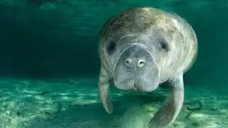 Contaminación, principal amenaza del manatí en Chetumal