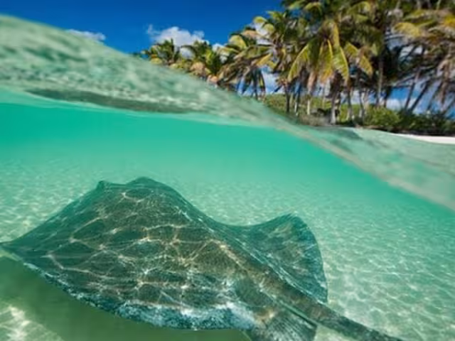Playa del Carmen a la Isla Contoy: ¿Cómo llegar?
