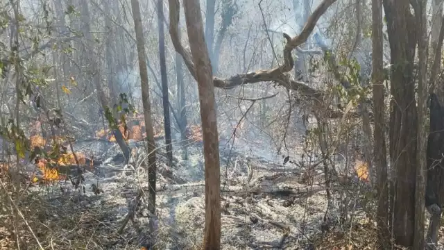 Alerta por incendios en Campeche: altas temperaturas y sequía elevan riesgos