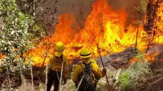 Incendios forestales en Campeche acabaron con más de 27 mil hectáreas