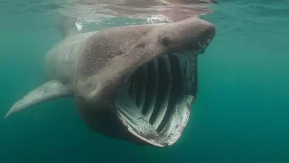 La especie no es común en el Golfo de México La especie no es común en el Golfo de México