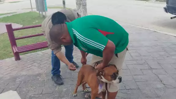 Autoridades refuerzan la vigilancia para mantener a Campeche libre de rabia humana. Autoridades refuerzan la vigilancia para mantener a Campeche libre de rabia humana.