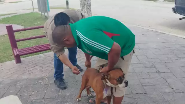 Autoridades refuerzan la vigilancia para mantener a Campeche libre de rabia humana.