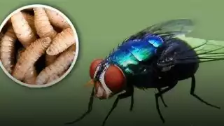 Quintana Roo, cerca de los 100 casos de gusano barrenador 