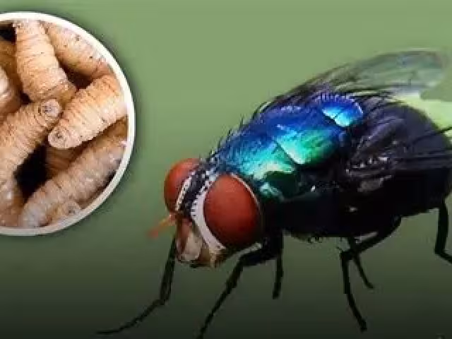 Quintana Roo, cerca de los 100 casos de gusano barrenador