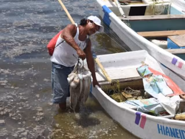 La mayor parte del producto que se vende en la Entidad se ha obtenido de la franja marítima entre Isla Arena y Celestún