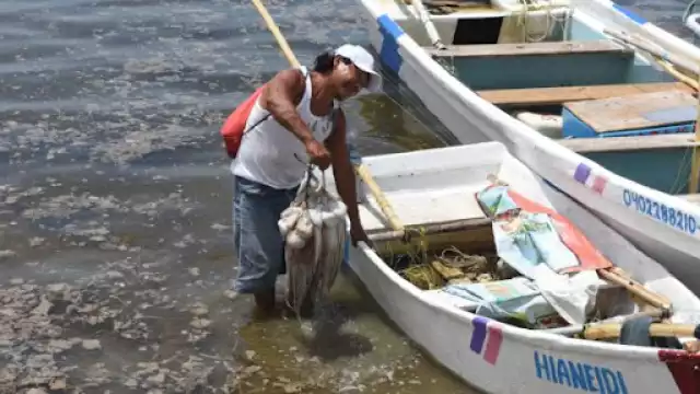 La mayor parte del producto que se vende en la Entidad se ha obtenido de la franja marítima entre Isla Arena y Celestún