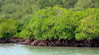  Contaminación, expansión urbana y erosión amenazan a manglares de Campeche