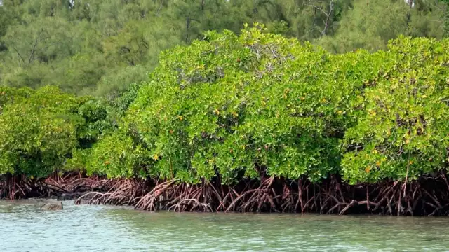 Estudios alertan sobre impacto de actividades productivas. 