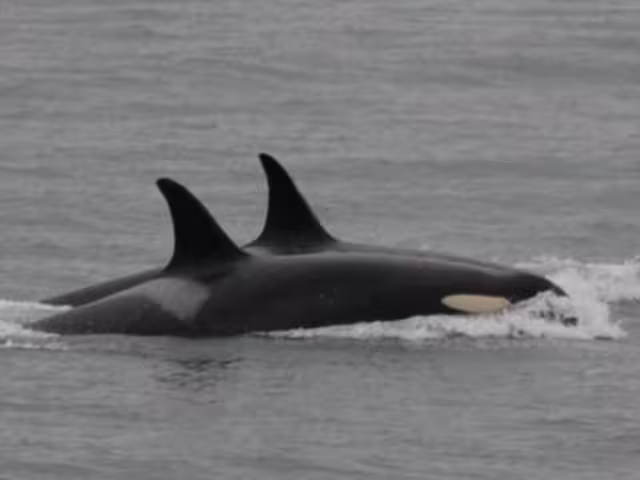 Orca que llevó a su cría muerto en 2018, repite la misma acción.