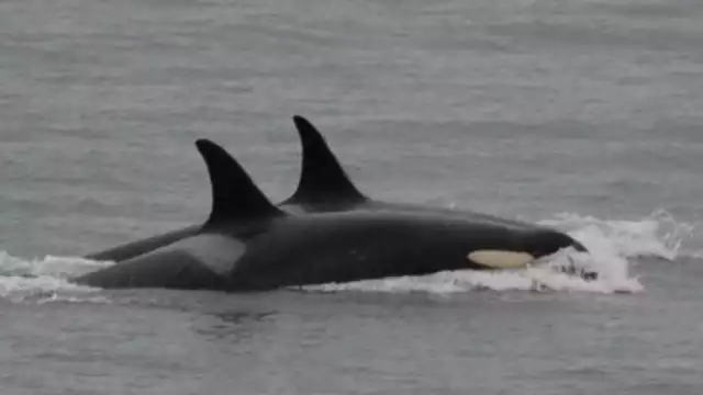 Orca que llevó a su cría muerto en 2018, repite la misma acción.