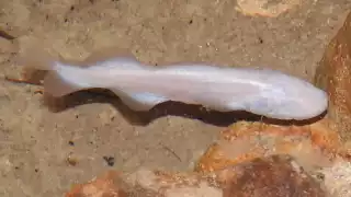   Un pez único en el planeta: Captan a la dama blanca en un cenote de la Península de Yucatán   