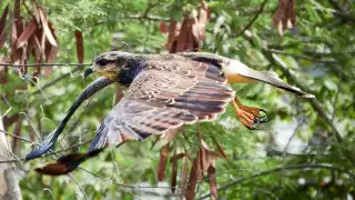 La mayor parte de los registros en Mérida se concentran en un solo punto de la ciudad