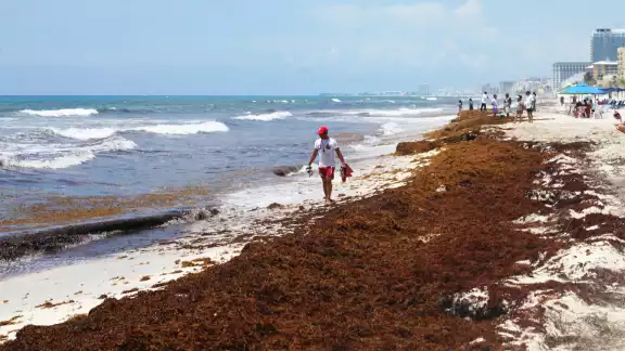 En lo que va del año, más de 80 mil toneladas de sargazo han sido recolectadas en playas del estado En lo que va del año, más de 80 mil toneladas de sargazo han sido recolectadas en playas del estado