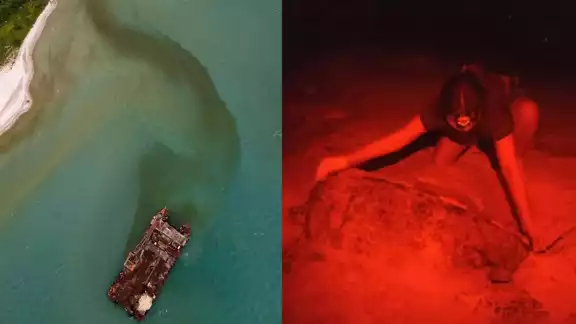 Vigilan posible impacto de derrame del Titán II en tortugas marinas de Ciudad del Carmen Vigilan posible impacto de derrame del Titán II en tortugas marinas de Ciudad del Carmen