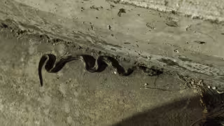 Serpientes sorprende a la ciudadanía