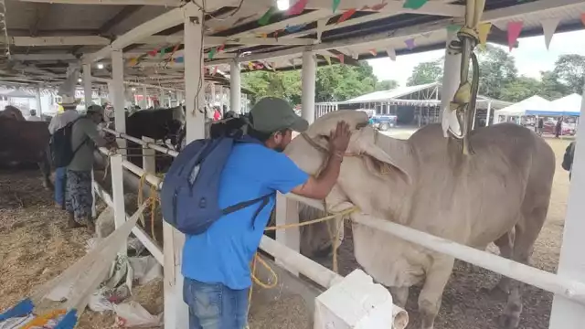 Aunque los brotes de miasis se mantienen controlados, el riesgo de expansión sigue siendo alto