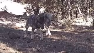 En la actualidad se estima que en el país existan entre 40 y 50 ejemplares en libertad