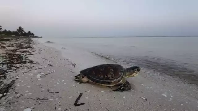 Temporada de anidación deja cifras récord en liberación de tortugas en Campeche