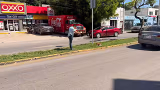 ¿Fue accidente o dolo? Autoridades investigan muerte de perro atropellado en avenida de Campeche