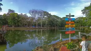 Cocodrilos, pieza clave para la conservación de la aguada en Hool