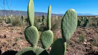 Ante la sequía en Yucatán, proponen usar nopal para alimentar al ganado
