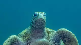 Día Mundial de las   Tortugas Marinas:  Esta es la especie que desova en Yucatán y que podría desaparecer para siempre         