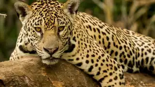 Campeche impulsa medidas para proteger los jaguares y ampliar áreas de conservación